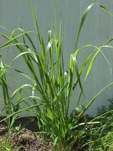 Sweet Grass Images Images of Sweet Grass