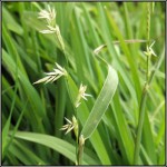 Photos of Sweet Grass