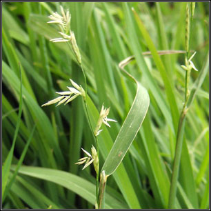 Photos of Sweet Grass