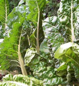 Photos of Swiss Chard