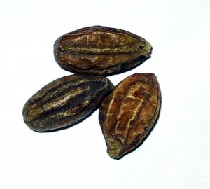 Terminalia chebula (Haritaki) Picture