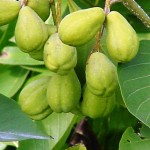 Pictures of Terminalia chebula (Haritaki)