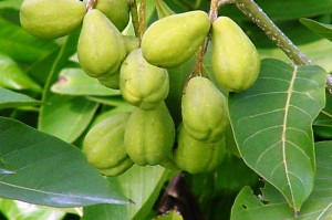 Pictures of Terminalia chebula (Haritaki)
