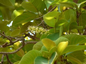 Terminalia chebula (Haritaki) Tree Image