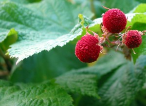 Thimbleberry Thimbleberry Picture