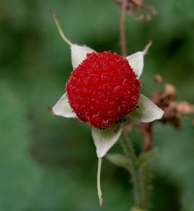 Images of Thimbleberry