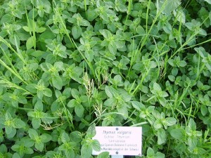 Pictures of Thyme