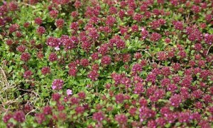 Images of Thymus serpyllum