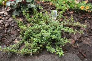 Photos of Thymus serpyllum