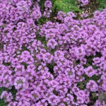 Pictures of Thymus serpyllum