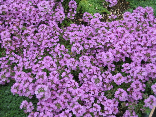 Pictures of Thymus serpyllum