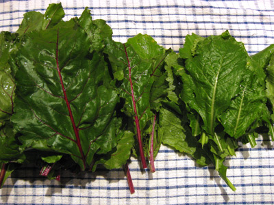 Turnip Greens Turnip Greens Image