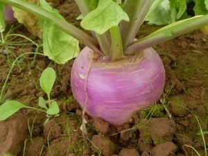 Turnip Images Images of Turnip