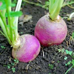 Turnip Turnip Picture