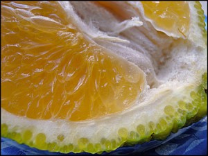 Photos of Ugli Fruit