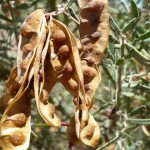 Images of Wattleseed