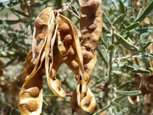Images of Wattleseed