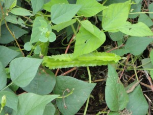 Winged Bean Plant Winged Bean Plant Photo