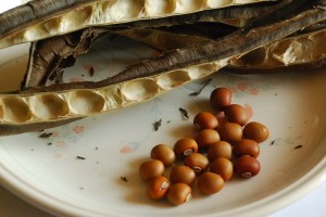 Winged Bean Seed Winged Bean Seed Picture