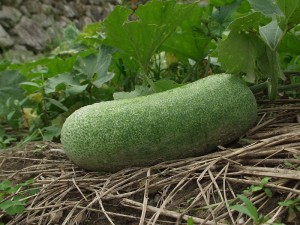 Winter Melon Winter Melon Picture