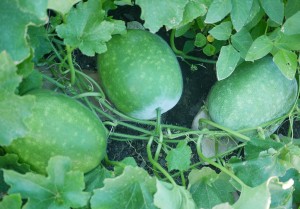 Winter Melon Plant Winter Melon Plant Photo