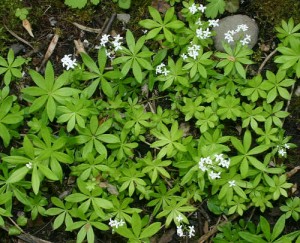 Woodruff Woodruff Picture