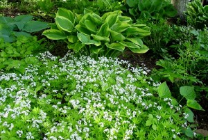 Woodruff Pictures Pictures of Woodruff