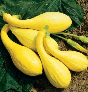 Yellow Crookneck Squash