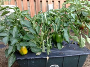 Yellow Pepper Tree Image