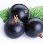 picture of black currant