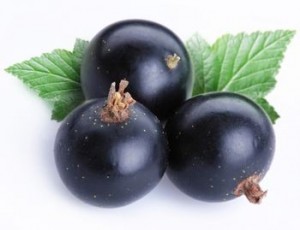 black currant pic picture of black currant