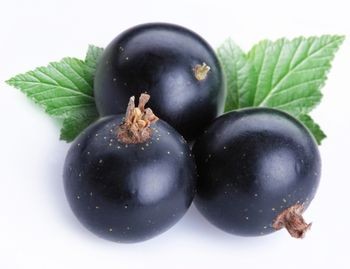 picture of black currant