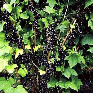 blackcurrant image image of black currant