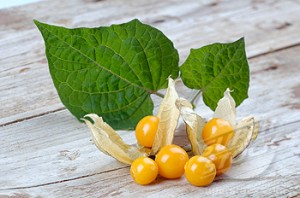 cape gooseberry leaves