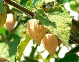 cape gooseberry plant