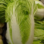 chinese cabbage Picture