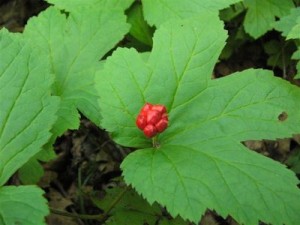 goldenseal herb goldenseal herb pictures