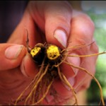 goldenseal root pictures