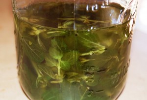 lemon balm oil