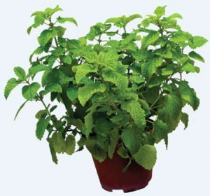 lemon balm plant