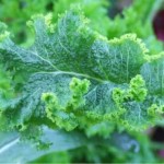 image of mustard greens