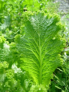 green mustard mustard green pictures