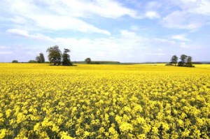 rapeseed oil seed field