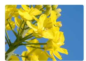 rapeseed flower stage