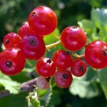 Red Currant Photos