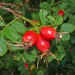 rosehip fruit