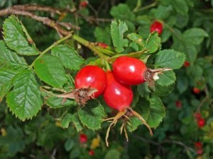 rosehip fruit