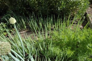 spring onion images spring onion plant picture